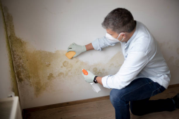 Best Real Estate Mold Inspection  in Enosburg Falls, VT