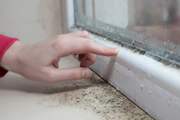  Enosburg Falls, VT Mold Removal Pros