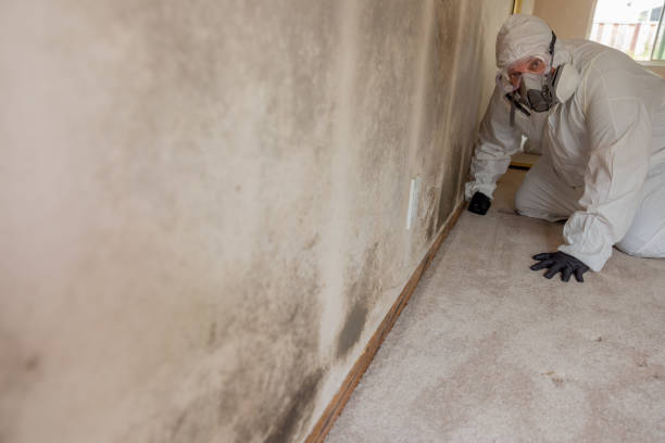 Best Forensic Mold Investigation  in Enosburg Falls, VT